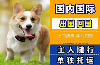 苗栗县宠物托运公司苗栗县宠物托运公司苗栗县宠物托运公司