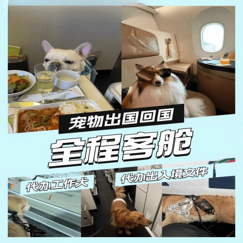 苗栗县宠物托运到白俄罗斯宠物入境规定和要求
